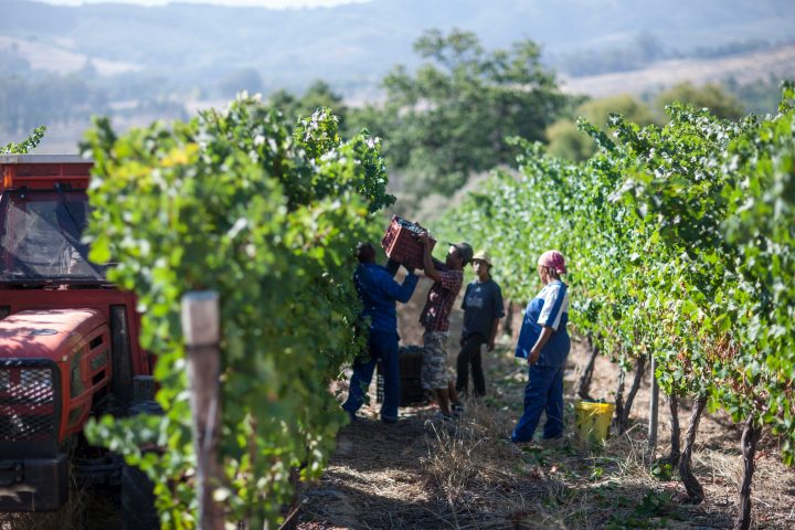 ズワルワイン マイヤーネッケル 南アフリカ共和国 ズワルワイン マイヤーネッケル 南アフリカ共和国