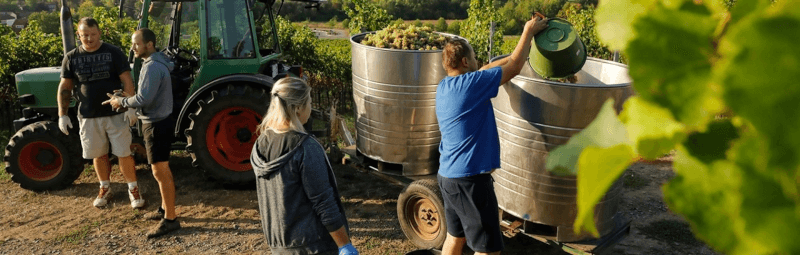 プフィルマン社のブドウ畑での収穫風景 プフィルマン社のブドウ畑での収穫風景