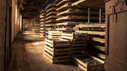 乾燥保存の場合