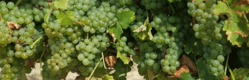 ソーヴィニョン ソーヴィニョン