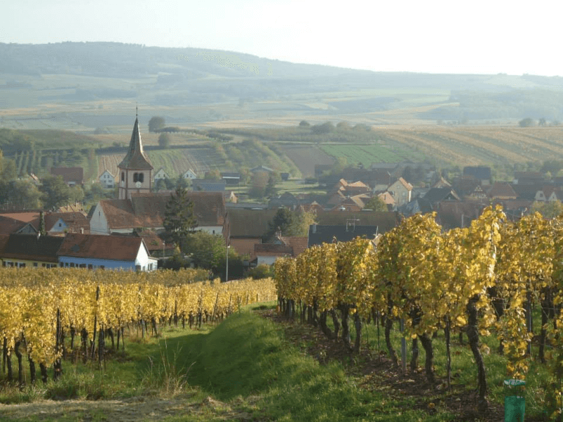 以上、アルザス「アルトゥール・メッツ・ヴィンヤード」でした。 以上、アルザス「アルトゥール・メッツ・ヴィンヤード」でした。