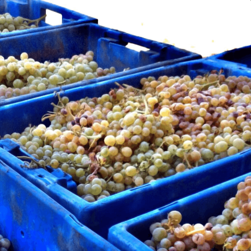 カーサ・ダロチェラでは白ブドウも栽培されている カーサ・ダロチェラでは白ブドウも栽培されている