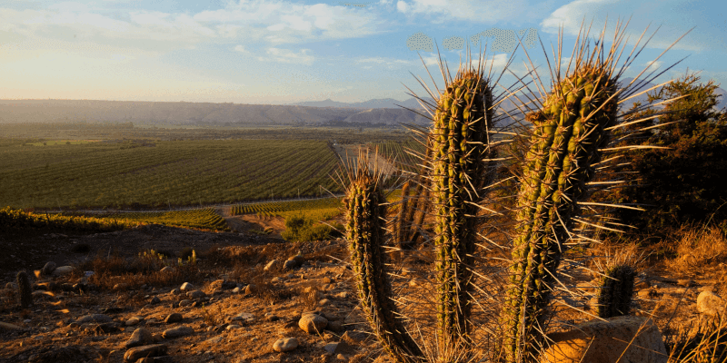 スーティル・ファミリー・ワインズ リマリ・ヴィンヤード