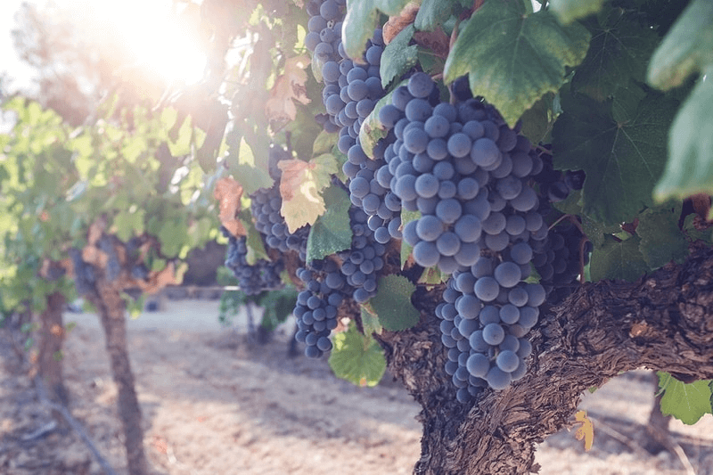 自家用葡萄品種 ガルナッチャ・ティントレラ 自家用葡萄品種 ガルナッチャ・ティントレラ