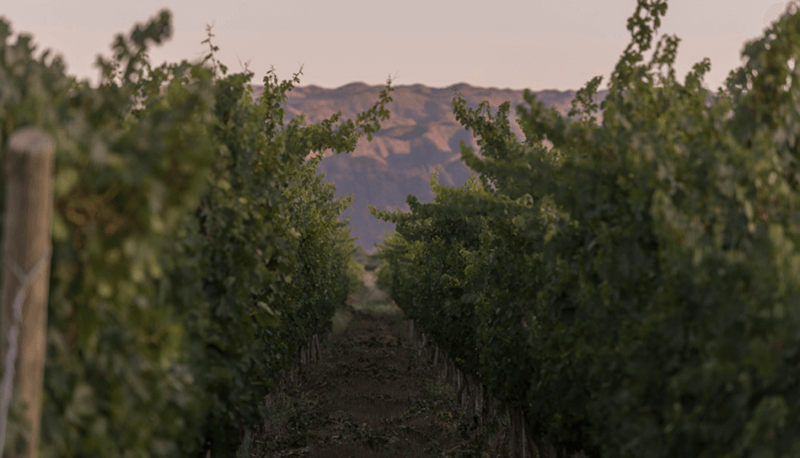 ボデガス・カリアのブドウ畑にて ボデガス・カリアのブドウ畑にて