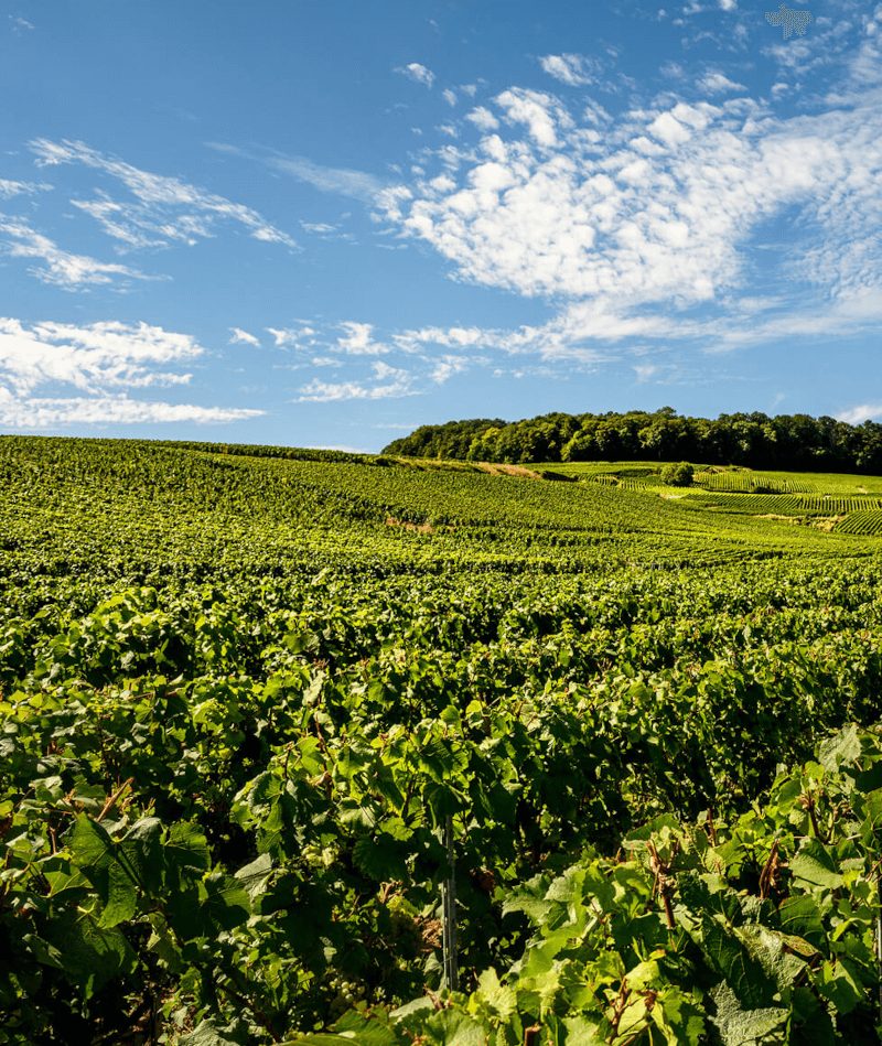 シャンパーニュ ローラン ペリエ ブドウ樹