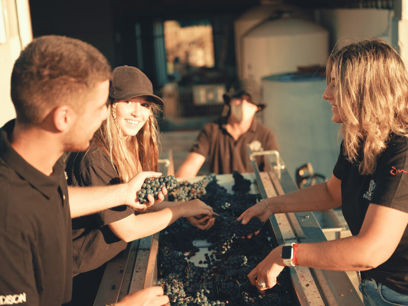 Bracco Bosca Traubenselektion