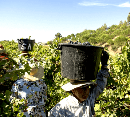 ホセ・マリア・ダ・フォンセカでの収穫