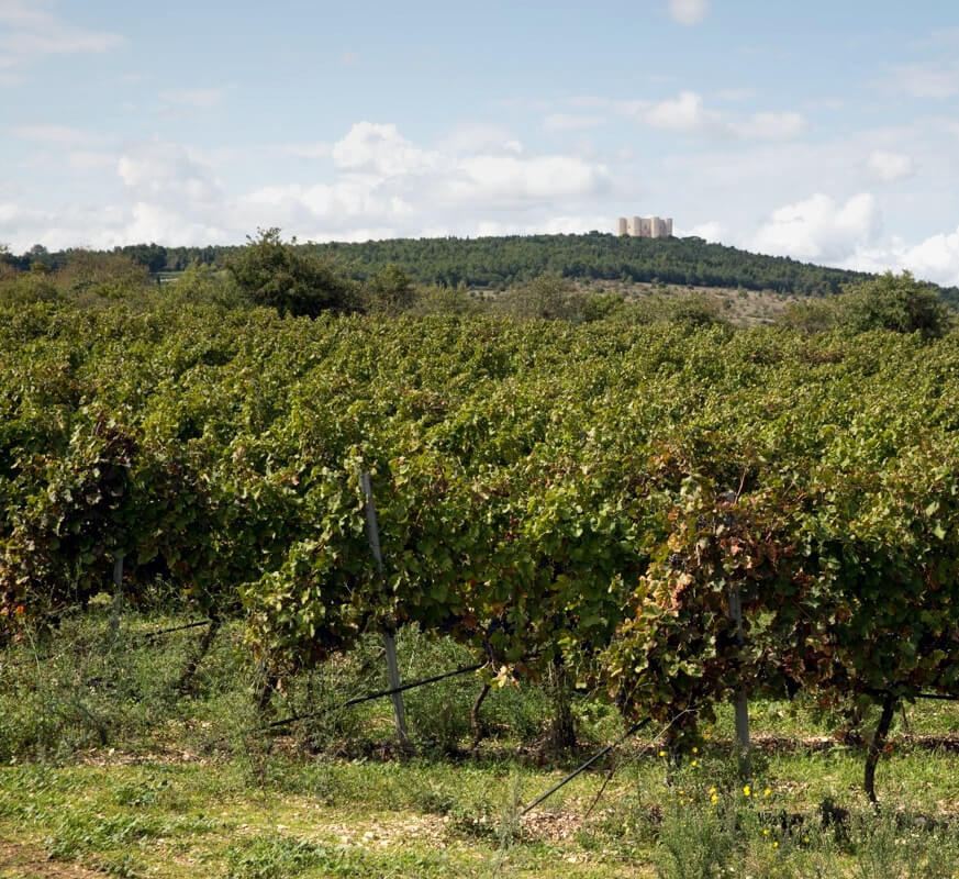 トッレヴェント 葡萄畑 オットゴナ