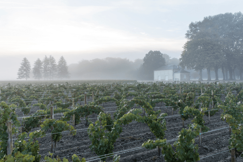 シャトー・カントメルルのブドウの木