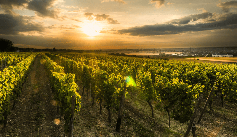 ワイナリー「ヨアヒム・フリック」ベストサイト ワイナリー「ヨアヒム・フリック」ベストサイト