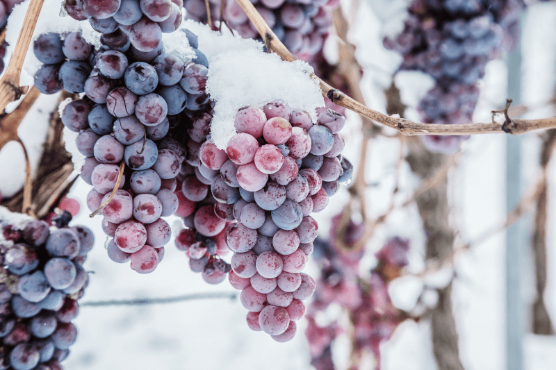 Rote-Eiswein-Trauben-im-Schnee