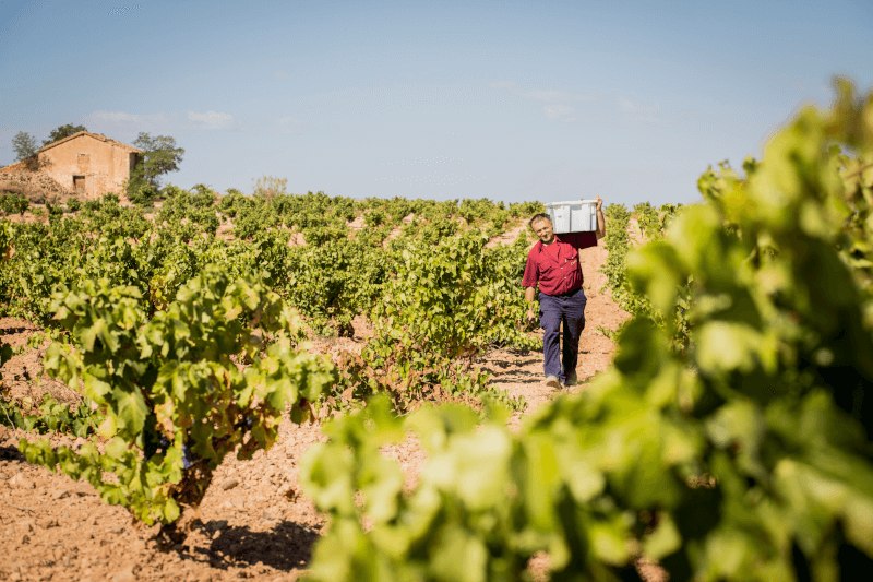 ケア ファミリー ヴィンヤーズ ハーベスターズ