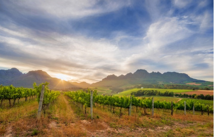 周囲に守られながらブドウ品種が生育するラスト・エン・フレーデのワイナリー 周囲に守られながらブドウ品種が生育するラスト・エン・フレーデのワイナリー