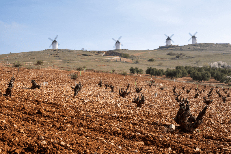 ラ・マンチャのブドウ畑と地域特有の風車