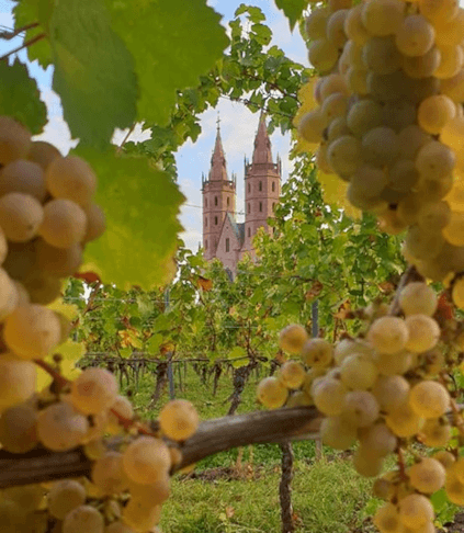 リープフラウエンシュティフトのブドウ畑にて