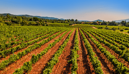 トライアングル・ドールにおけるブドウ栽培 トライアングル・ドールにおけるブドウ栽培