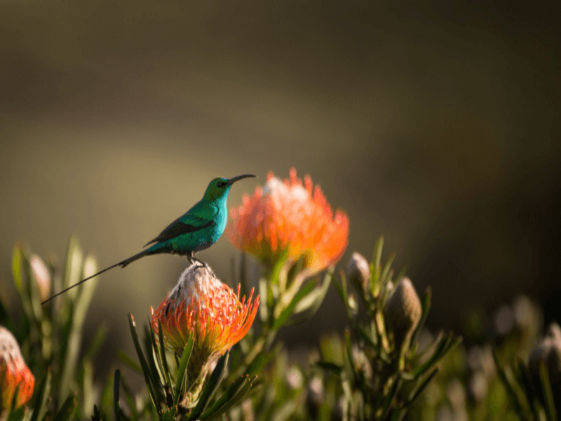 ゴールデンカーン 自然とサステナビリティへの愛 ゴールデンカーン 自然とサステナビリティへの愛