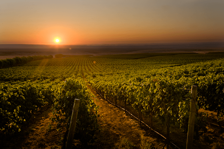 コロンビア・クレストのブドウ畑 コロンビア・クレストのブドウ畑