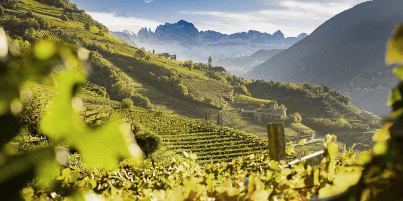 エルステ+ノイエのテロワール