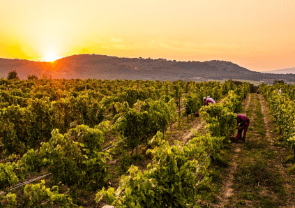 アルジャーノでの収穫 アルジャーノでの収穫