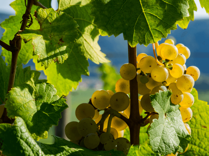 シュミドールワイナリーのブドウ