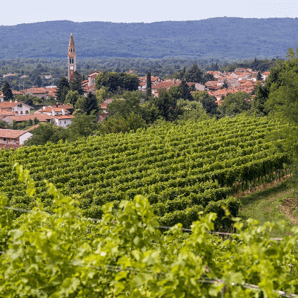 アッテムスのブドウ畑