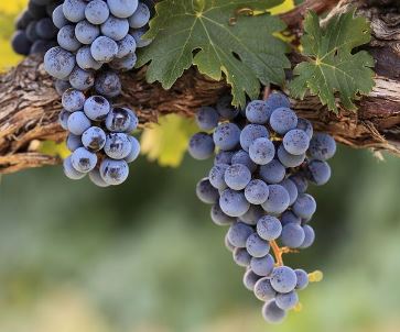 イル・タウロ - ヴァイン