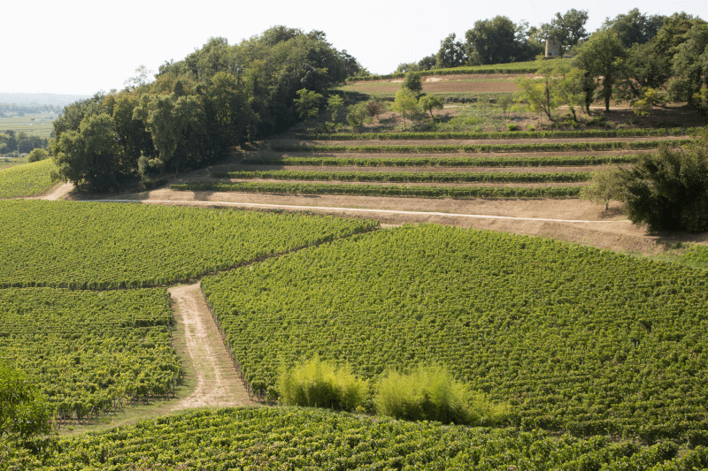 ラランド・ド・ポムロールでは、個々のブドウ畑はテラスに位置しています。 ラランド・ド・ポムロールでは、個々のブドウ畑が段々畑のように広がっています。