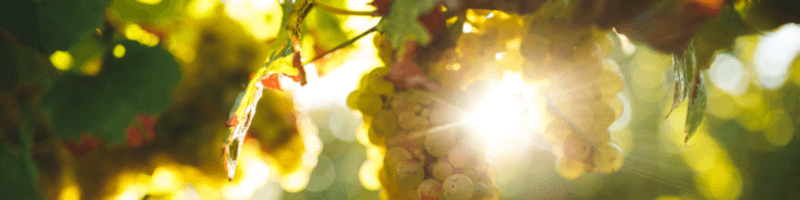 明るい色のブドウ "明るい色のブドウ