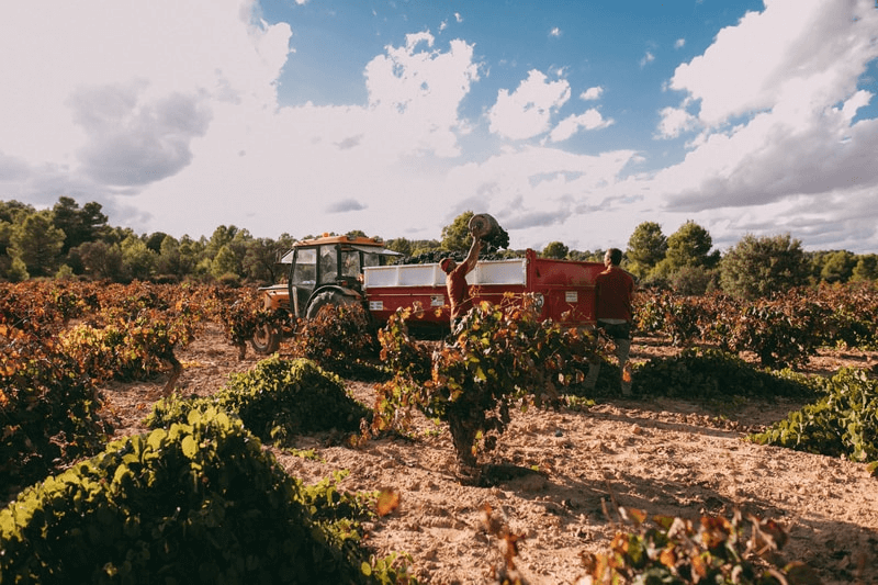 ふさふさのボバル植物 ふさふさのボバル植物