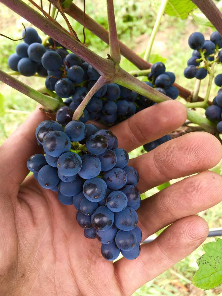 エイマンブドウ