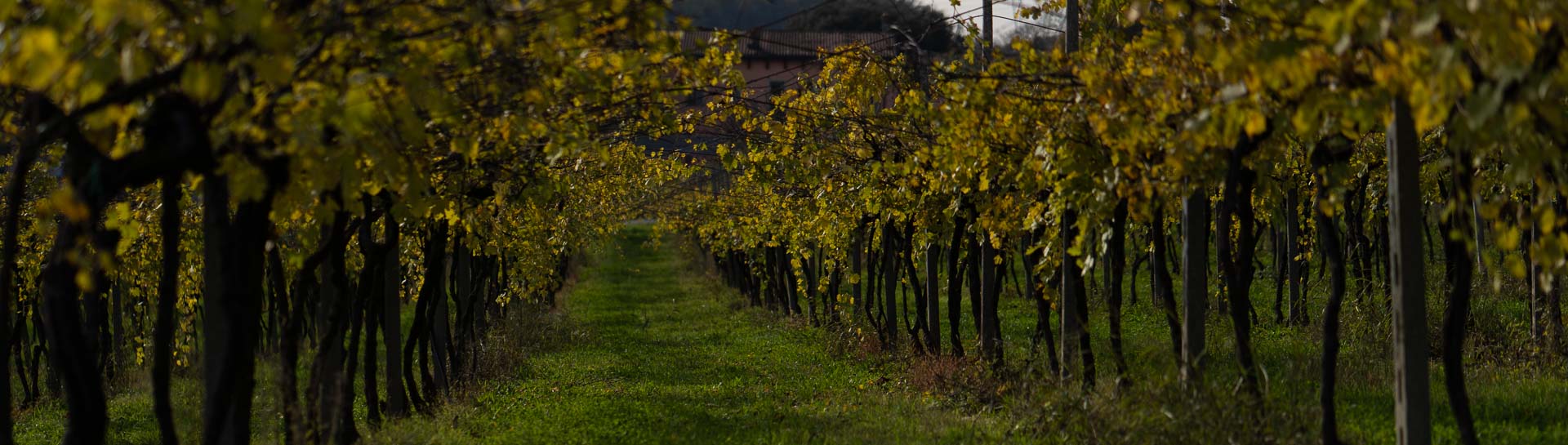 カンティーナ・ゴルゴ・ヴィンヤード