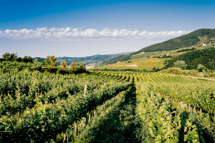 セルバピアーナのブドウ畑