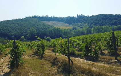 ストロッツィ・ヴィンヤード ストロッツィ・ヴィンヤード