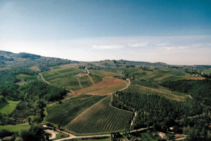 カステッロ周辺のブドウ畑