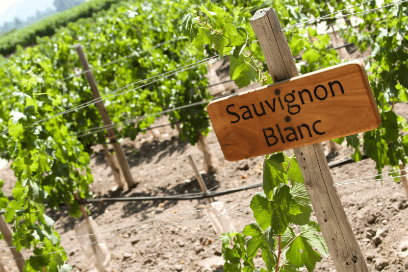 ソーヴィニョン・ブランの列 ソーヴィニョン・ブランの列
