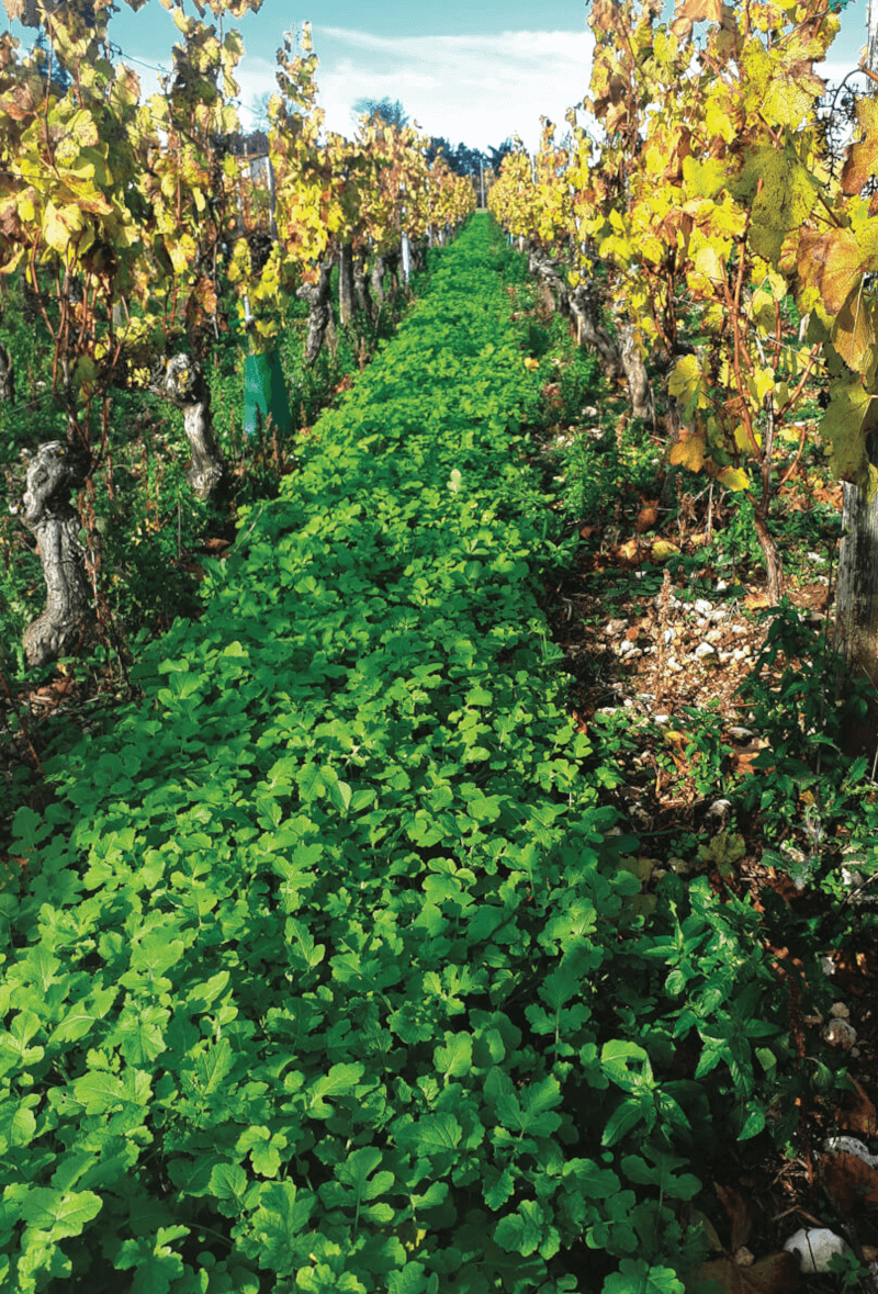 Blason de Bourgogne Durable(ブラゾン・ド・ブルゴーニュ・デュラブル Blason de Bourgogne Durable(ブラゾン・ド・ブルゴーニュ・デュラブル