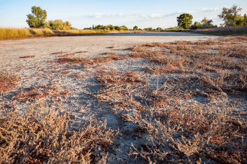ワイナリー・ザルツル 塩溜まりの自然