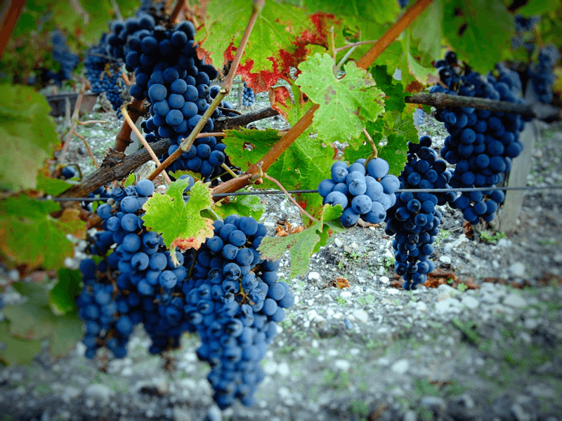 シャトー・ミカレは黒ブドウにこだわっている シャトー・ミカレは黒ブドウにこだわっている