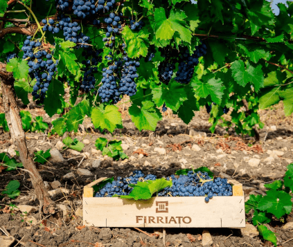 フィリアート・ブドウ フィリアート・ブドウ