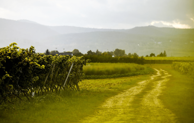 ケッセルリングのブドウ畑
