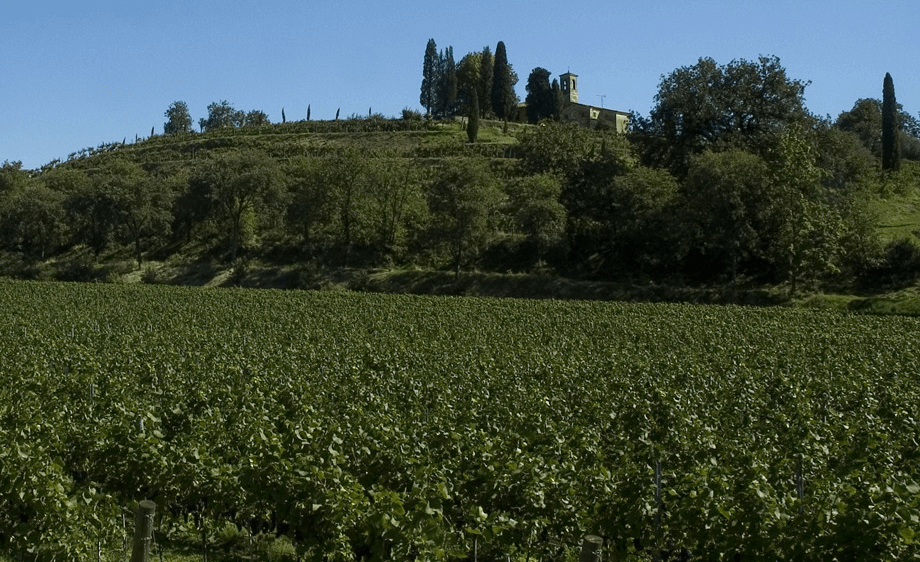テヌータ・モンテニザ ブドウ畑