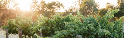 ロプレスティ家のブドウ樹 ロプレスティ家のブドウ樹