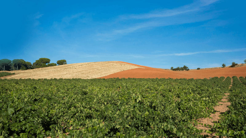 典型的な低仕立て栽培のフェリックス・ソリスのブドウ畑 典型的な低仕立て栽培のフェリックス・ソリスのブドウ畑