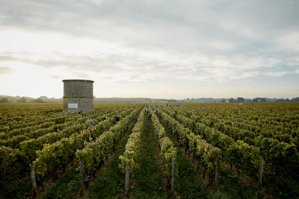 シャトー・クーテの長く続くブドウ畝