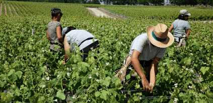 シャトー・ラトゥールでの収穫 シャトー・ラトゥールでの収穫
