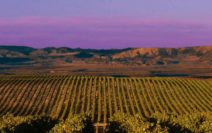 夕暮れのブドウ畑