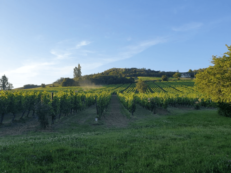 エステート・ヴィンヤードの眺め