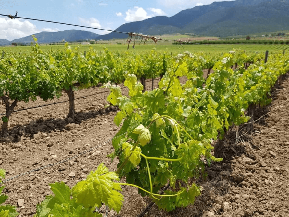 渓谷のブドウ畑